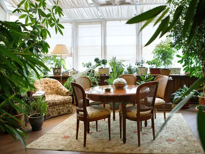 Комнатные растения в интерьере: зимний сад, фитостены и кое-что ещё —  Roomble.com