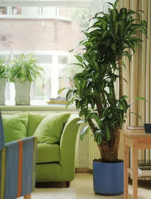 5 комнатных растений, которые вырастут до потолка. Рассказываю, стоит ли  выращивать высокие растения у себя дома | Цветущий фикус | Дзен