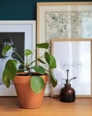 Самые полезные и неприхотливые комнатные растения - YouTube