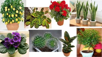 Комнатные растения, которые должны быть у каждого в доме