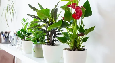 Цветы, которые могут привлечь деньги и благополучие в вашу жизнь | блог  интернет - магазина АртФлора