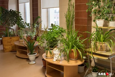 Комнатные растения в интерьере: как выбрать и разместить | The Digital  Lifestyle Hub | Дзен