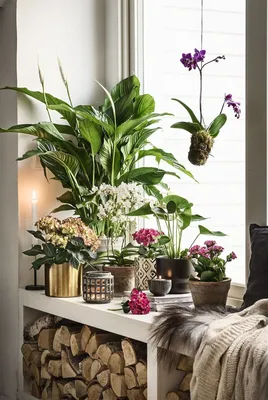 Комнатные растения в интерьере жилого дома (58 фото)