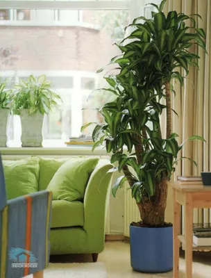🌷 Комнатные растения в интерьере жилого дома для отличного настроения и  других целей