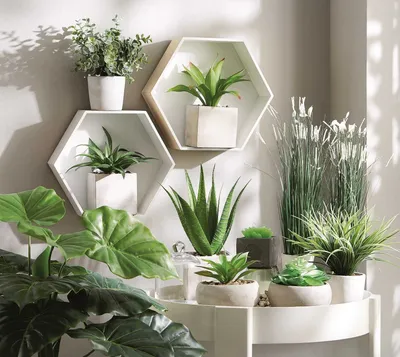Растение в интерьере жилого дома - online presentation