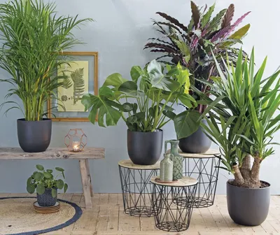 Домашние растения как часть интерьера - статьи про мебель в блоге «Гуд  Мебель»
