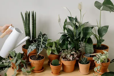 Растения в интерьере жилого дома фото фотографии