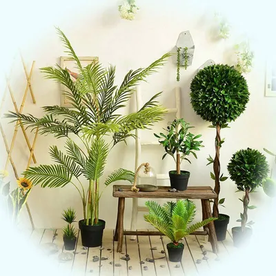Растения в интерьере жилого дома - презентация, доклад, проект скачать