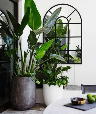Большие комнатные растения в интерьере | Жизнь Дома | Дзен