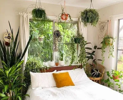 10 лучших комнатных растений, которые оживят ваш интерьер