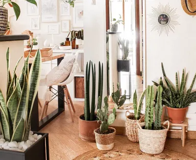 ЖК \"DUSTLiK\" - Комнатные растения способны не только сделать пространство  дома более экологичным, но и эффектно дополнить интерьер помещения. Мы  выбрали для вас варианты зеленого декора, который добавит стиля в квартиру и