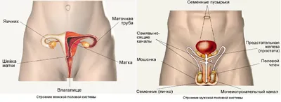 Размножение человека картинки