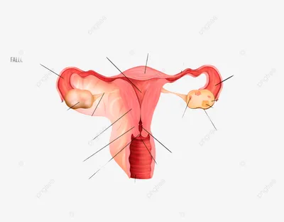 женская репродуктивная система и ее основные части на белом фоне  реалистичные векторные иллюстрации PNG , Биология, анатомический, Вектор  PNG картинки и пнг рисунок для бесплатной загрузки