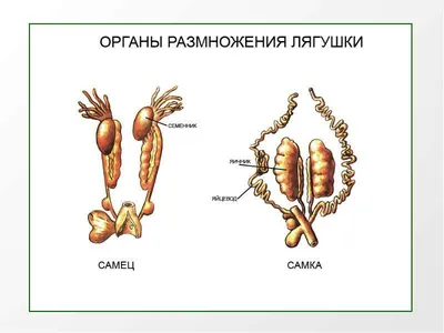 Размножение человека картинки