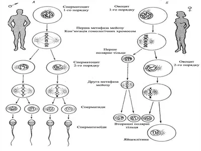 Размножение человека картинки