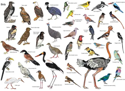 Разновидность птиц в картинках фото