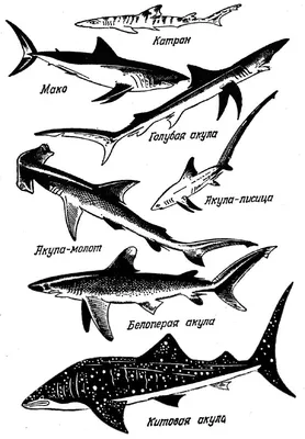 Разнообразные разновидности акул, идентифицирующие мультикартонный вектор  Иллюстрация вектора - иллюстрации насчитывающей гоблин, громоздкого:  165701350