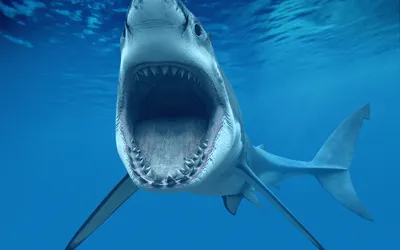 SHARK