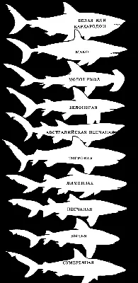 Самые опасные для человека виды акул стали дорастать до огромных размеров –  пяти метров в длину – Учительская газета