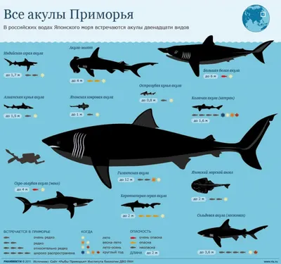 Комплект вектора рыб акулы в плоском дизайне стиля Различный вид собрания  значков вида акул Иллюстрация вектора - иллюстрации нас… | Синяя акула,  Зоопарки, Зоология