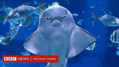 Акулы на Мальдивах: какие виды водятся, опасны ли они? | 33ways:  путешествия и впечатления | Дзен