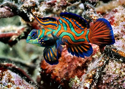 Топ самых красивых морских аквариумных рыб