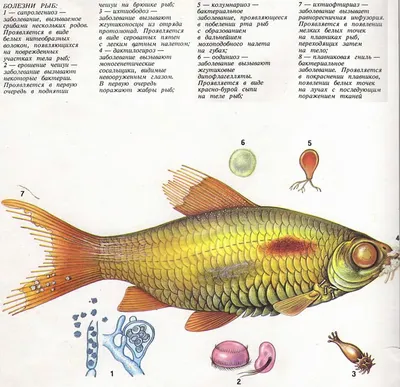 Рыбы — Википедия