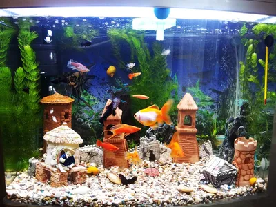 Популярные аквариумные рыбки - 69 фото