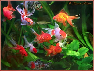 Раскраска Рыбка-петушок | Раскраски аквариумных рыбок. Раскраска рыбок для  аквариумов