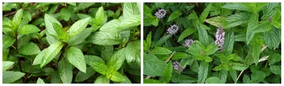 Мята в саду 🌱🌱 | Herbs, Parsley