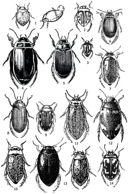Майский жук и его личинки: фото, описание, как избавиться в саду и огороде  навсегда, что едят, где живут