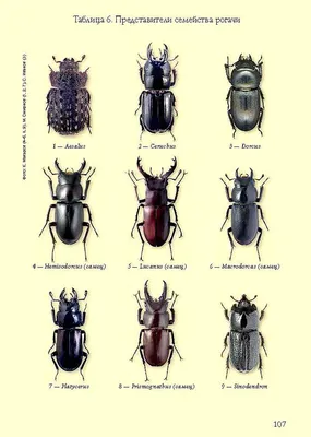 Картинки жуков с названиями (40 фото)