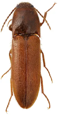плавунцов (жуков семейства Dytiscidae