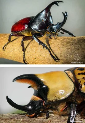 Самые необычные жуки в мире | Мой необыкновенный мир | Дзен