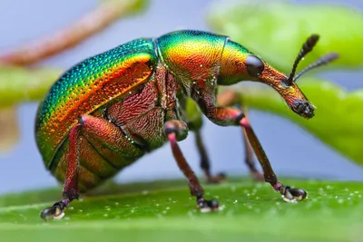 Полезные и вредные жуки в огороде – фото, описания и что с ними делать |  Дела огородные (Огород.ru)