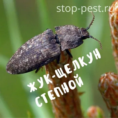 Самые красивые жуки в мире (50+ ФОТО) | KRASOTA.ru