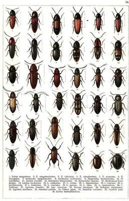 Красивые картинки: жуков с названиями