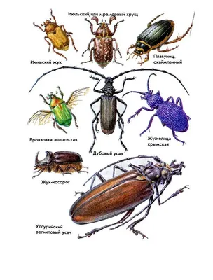 Картинки жуков с названиями (45 лучших фото)