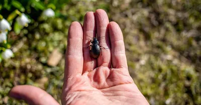 6 опасных насекомых: жук-нарывник, сколопендра и другие