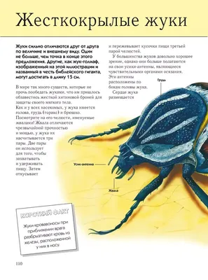 25 самых опасных насекомых на планете » BigPicture.ru