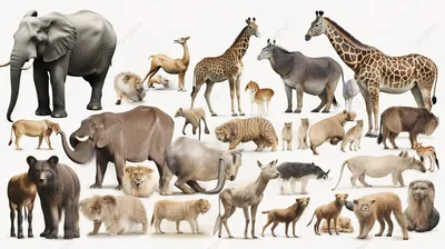 дикие животные сгруппированы в разные группы, список животных зоопарка с  картинками фон картинки и Фото для бесплатной загрузки
