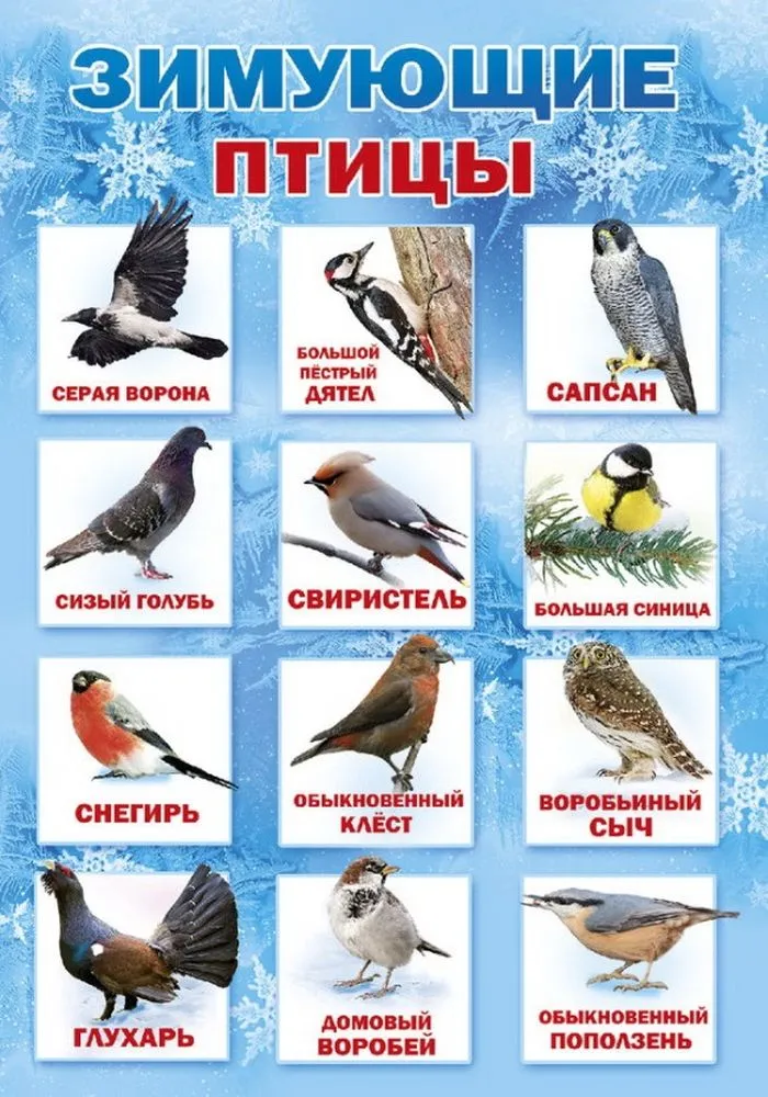 Зимующие птицы юга. Зимующие птицы. Зимующие птицы России. Оседлые зимующие птицы. Зимующие птицы названия.