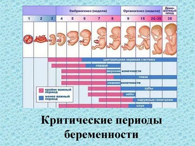 Первые 38 недель или 265 дней плакат (49 фото) » Рисунки для срисовки и не  только