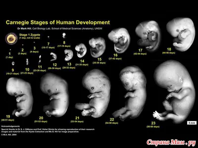 Подборка. Развитие плода в картинках - Страна Мам