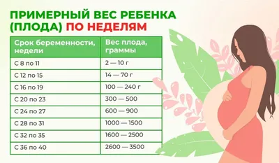 Развитие Плода Неделя 22 — стоковые фотографии и другие картинки 20-24 года  - 20-24 года, Плод, 2015 - iStock