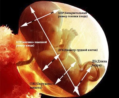 Как развивается беременность по неделям - Лайфхакер