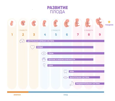 Беременность по неделям | Клиника ведения беременности в Пятигорске