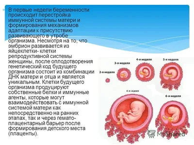 Создан метод, позволяющий отслеживать развитие мозга плода в утробе матери  | Наука в Сибири