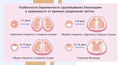 Беременность. Развитие плода