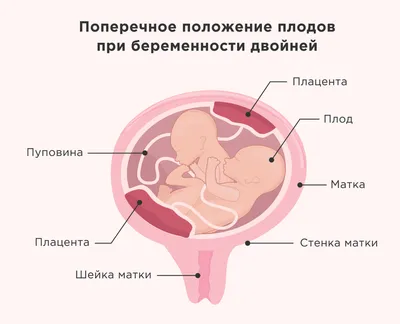 Развитие плода по неделям беременности: календарь